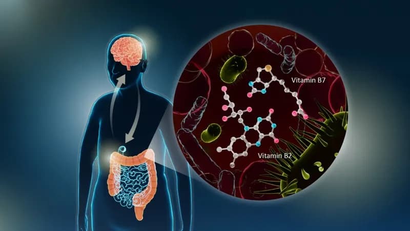 Conexão entre micro-organismos no intestino e Parkinson pode abrir caminho para novos tratamentos
