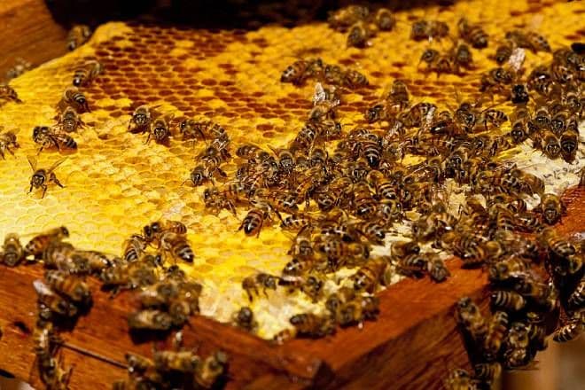 Crescimento de acidentes e mortes por picadas de abelhas se torna problema de saúde pública, alertam pesquisadores