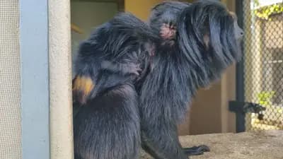 Primatas