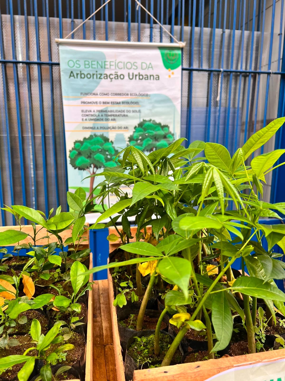 Muda de arvores