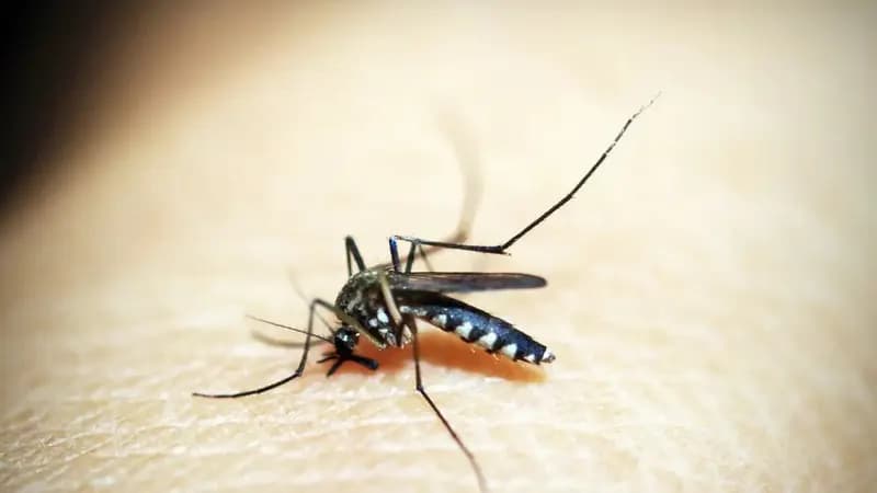 São Paulo tem primeiro caso de morte por Chikungunya