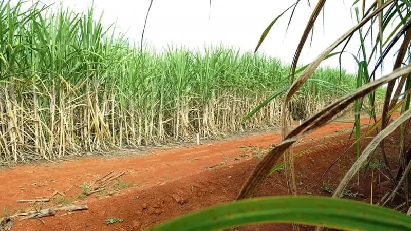 “Super enzima” de bactéria pode transformar resíduos em biocombustível