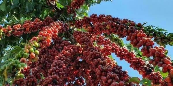 Café sofre recuo no preço, nesta quarta-feira (19)