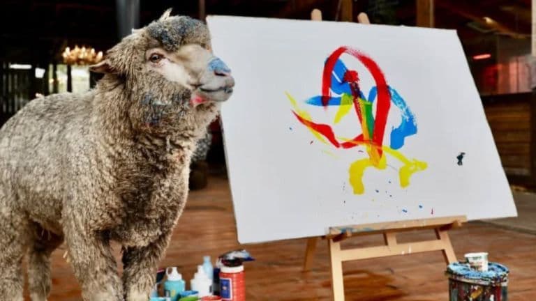 Ovelha artista 'Baanksy' desaparece e intriga autoridades!