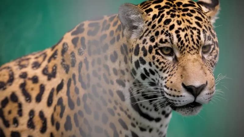 Projeto proíbe importação e exportação de animais silvestres vivos