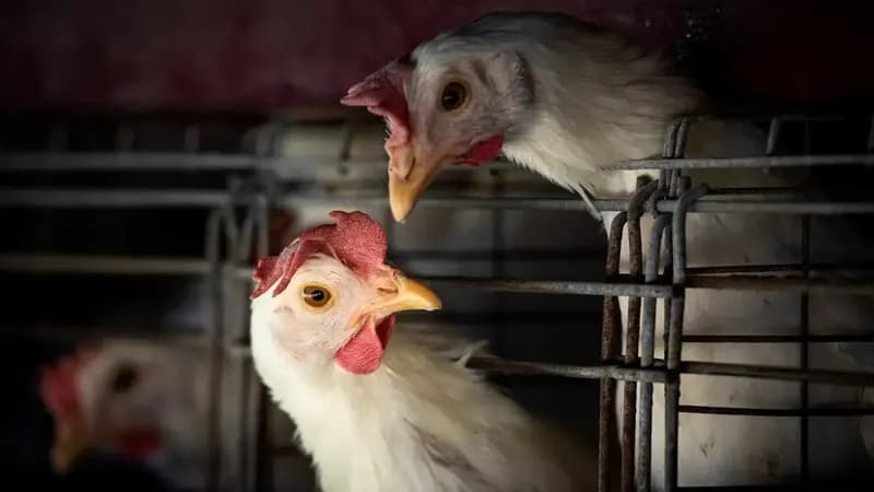 Gripe aviária: Brasil confirma dois focos e investiga seis casos