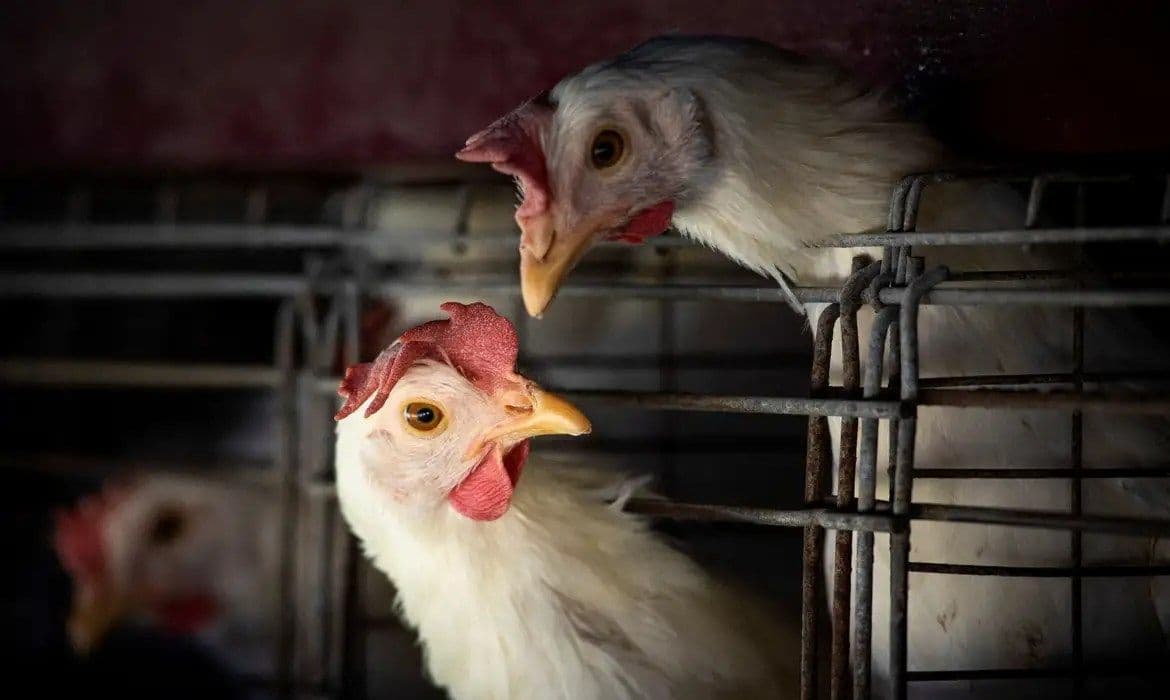 Gripe aviária: Brasil confirma dois focos e investiga seis casos
