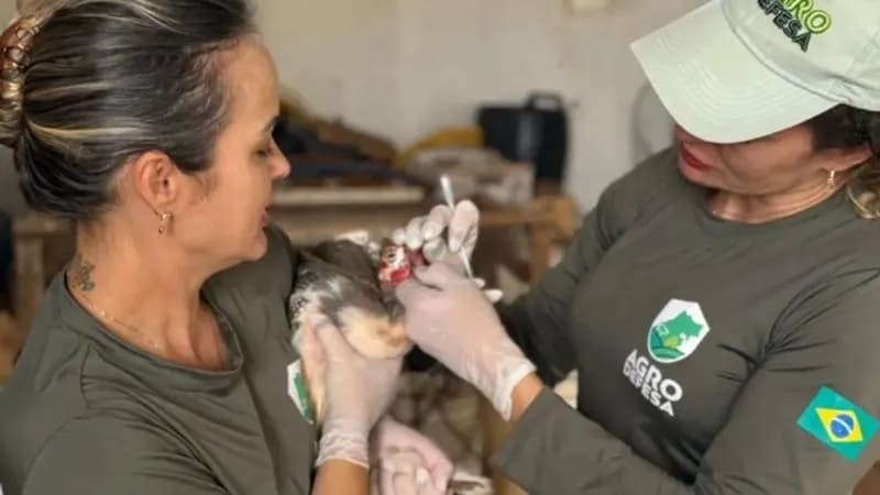 Alerta Zoossanitário: Impacto da Gripe Aviária nas Exportações de Frango!
