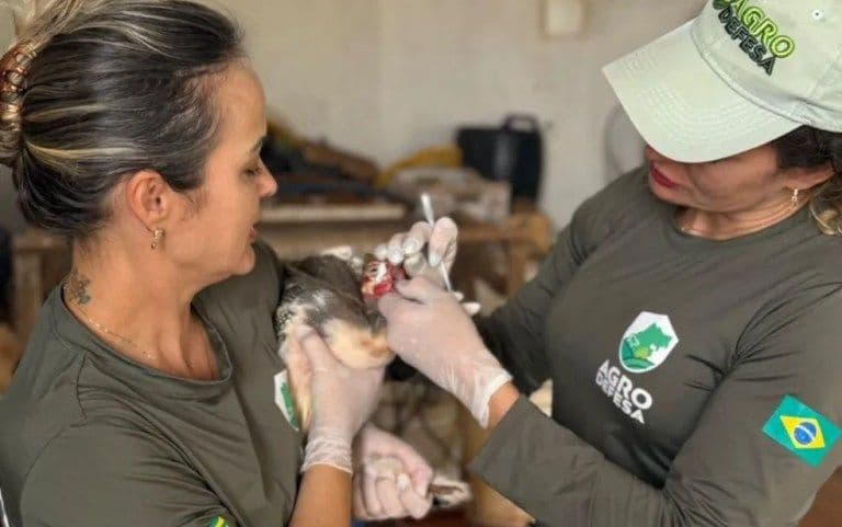 Alerta Zoossanitário: Impacto da Gripe Aviária nas Exportações de Frango!