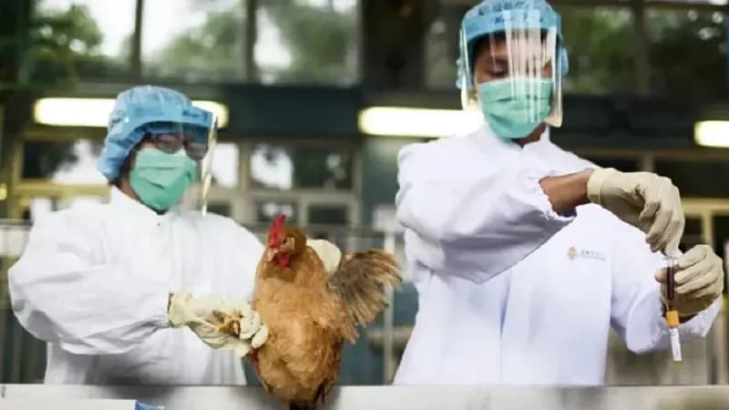 Alerta! Gripe Aviária: Brasil Intensifica Rastreamento