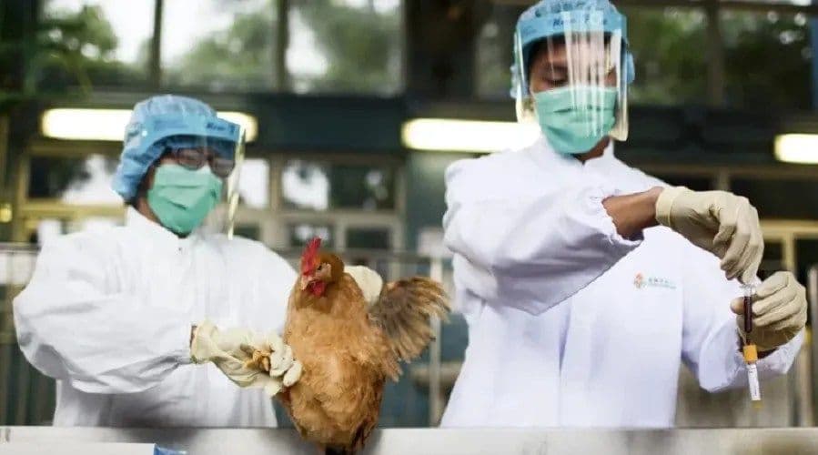 Alerta! Gripe Aviária: Brasil Intensifica Rastreamento