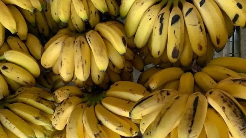 Banana: Descubra o ponto ideal para colher o máximo de benefícios!