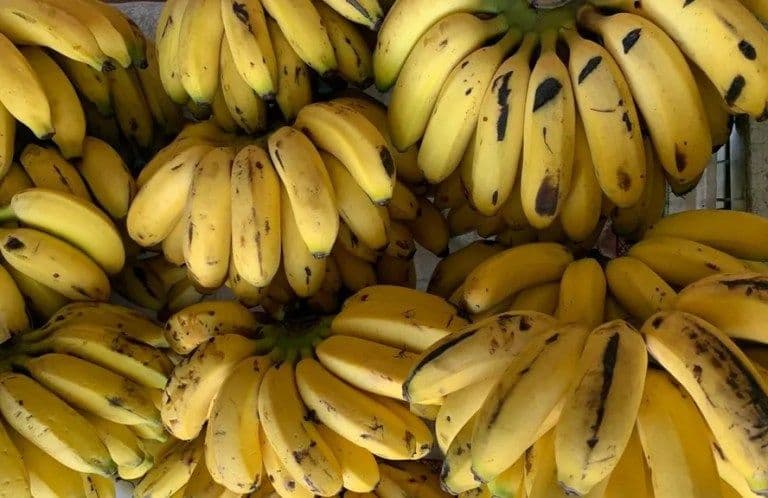 Banana: Descubra o ponto ideal para colher o máximo de benefícios!
