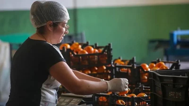 Exportações de caqui em SP crescem e ganham destaque na Europa e América do Norte