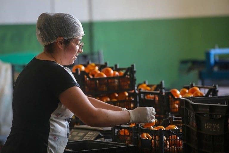 Exportações de caqui em SP crescem e ganham destaque na Europa e América do Norte
