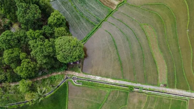 São Paulo simplifica a compensação ambiental com novo sistema