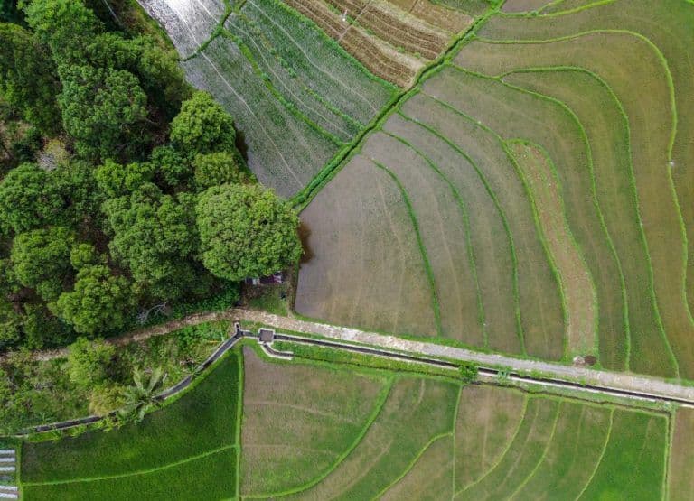 São Paulo simplifica a compensação ambiental com novo sistema
