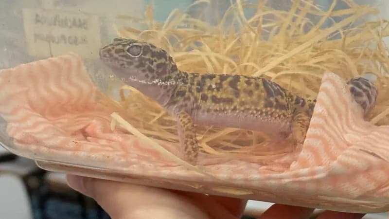 Palestra sobre animais peçonhentos atrai visitantes ao Zoológico
