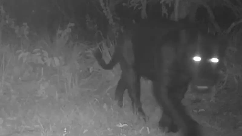 Onça-preta aparece pela primeira vez em reserva no Cerrado