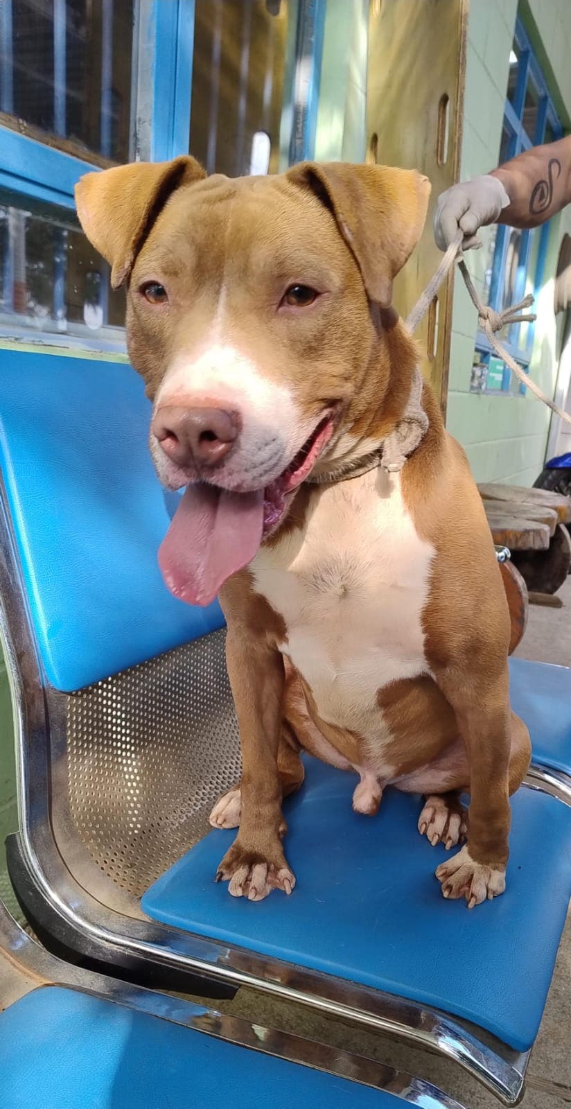 Prefeitura de Guarulhos castra cães e gatos no Cabuçu e no Recreio São Jorge na próxima semana
