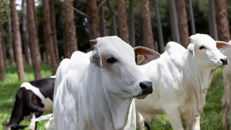 Dois lotes da vacina Excell 10 pode ter matado quase 200 animais