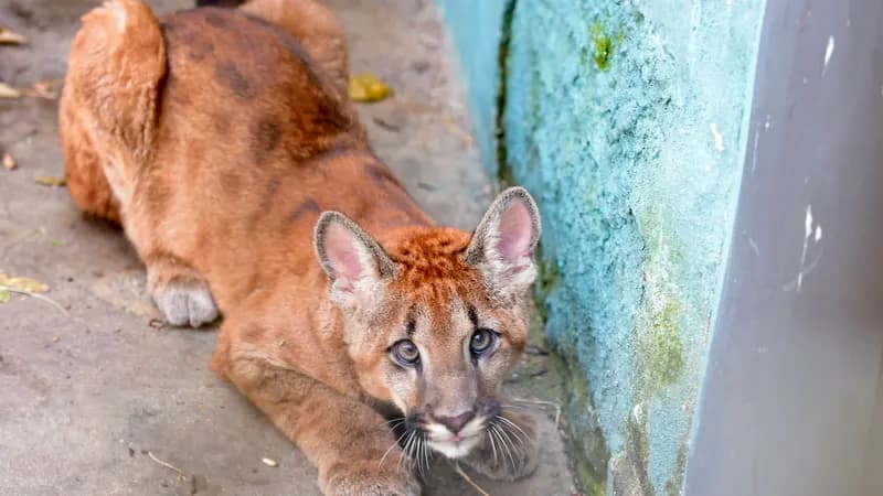 Zoológico realiza brincadeiras especiais para comemorar o Dia Internacional da Suçuarana