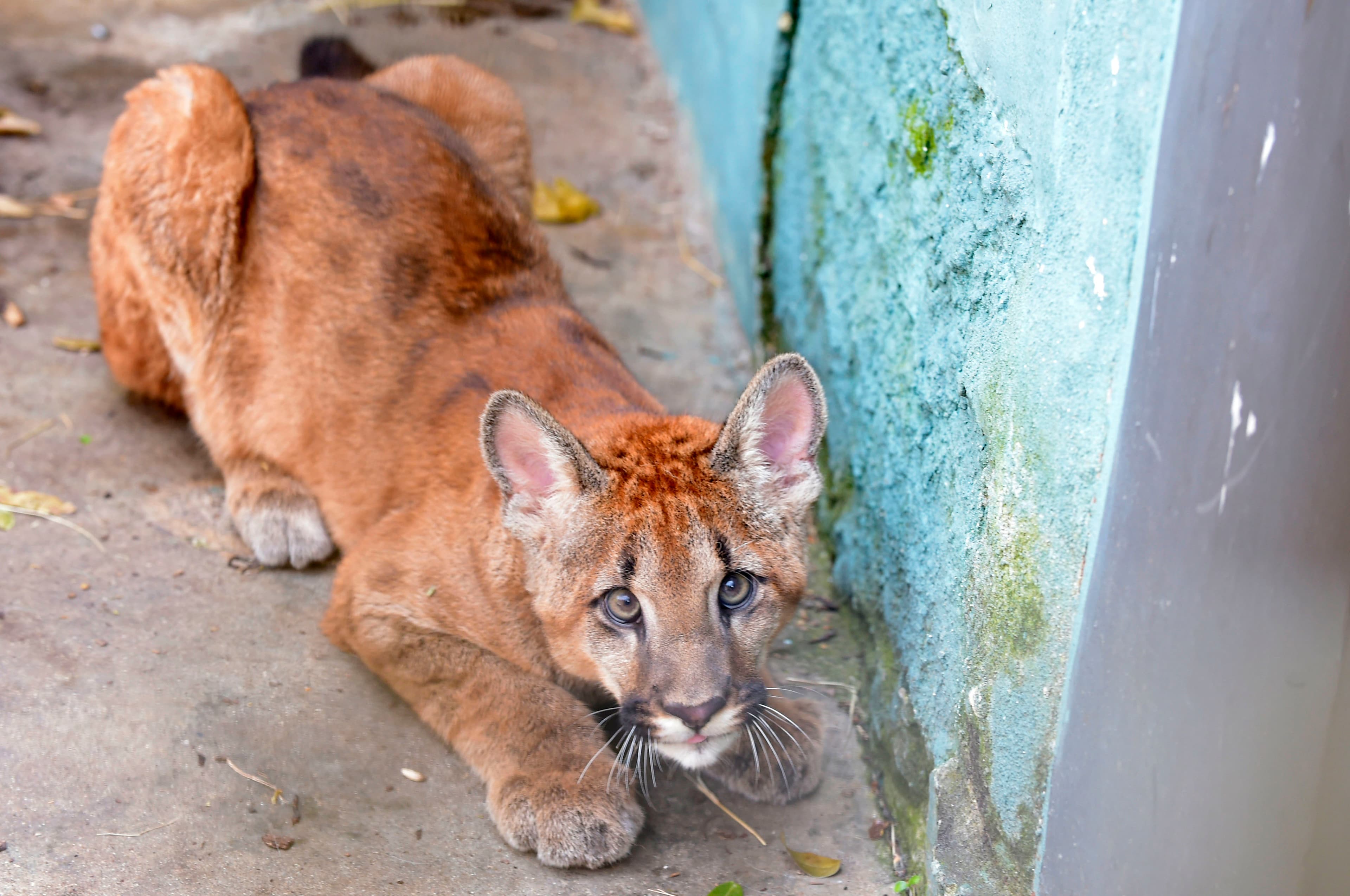 Zoológico realiza brincadeiras especiais para comemorar o Dia Internacional da Suçuarana