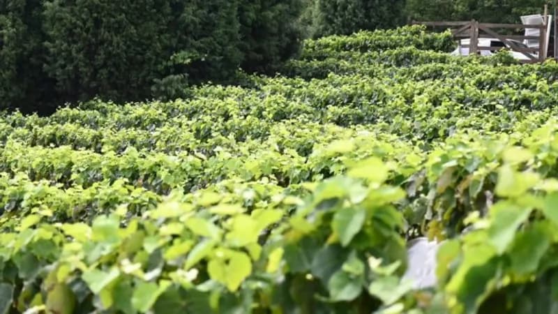 Vinícolas do estado de SP celebram colheita; veja opções para participar da pisa da uva