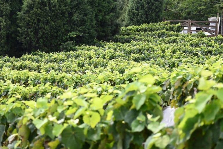 Vinícolas do estado de SP celebram colheita; veja opções para participar da pisa da uva