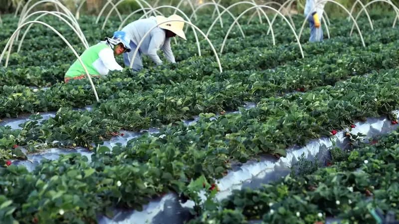 Canal Gov destaca agricultura familiar no novo programa Campo da Gente