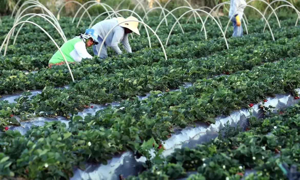 Canal Gov destaca agricultura familiar no novo programa Campo da Gente