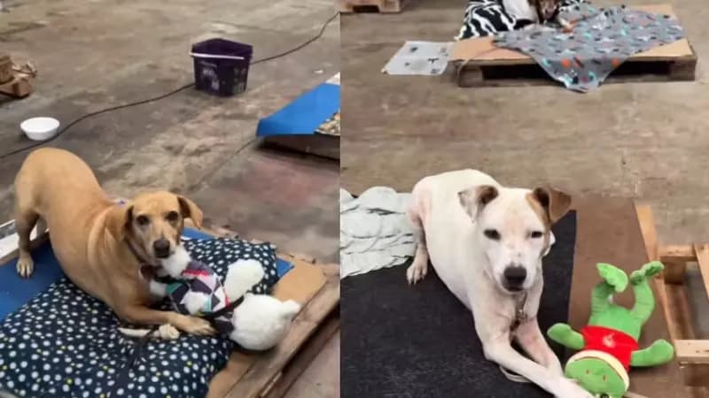 Cão Abandonado Acha Conforto Em Pelúcias: História Toca Corações!