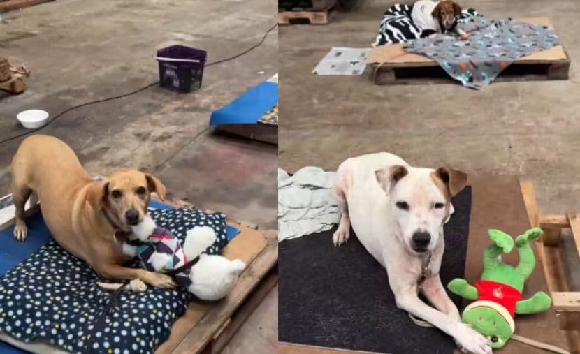 Cão Abandonado Acha Conforto Em Pelúcias: História Toca Corações!