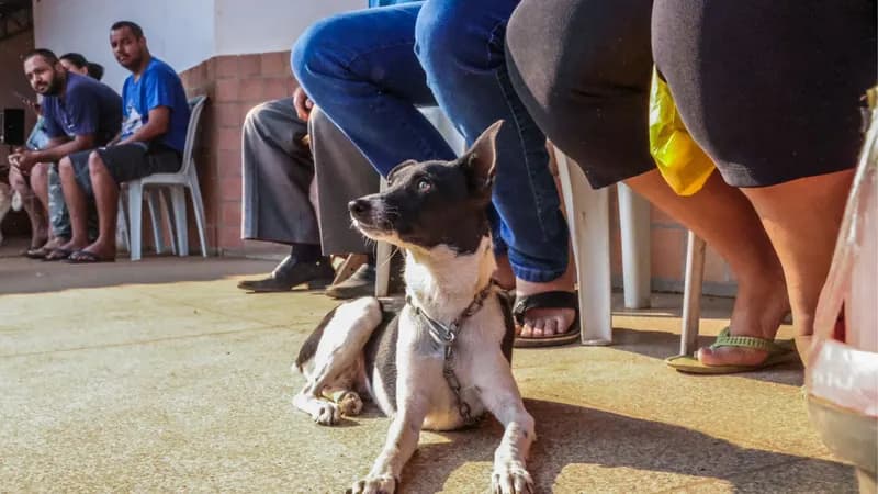 Dia do Vira-Lata: veja leis que fortalecem a proteção e o bem-estar animal