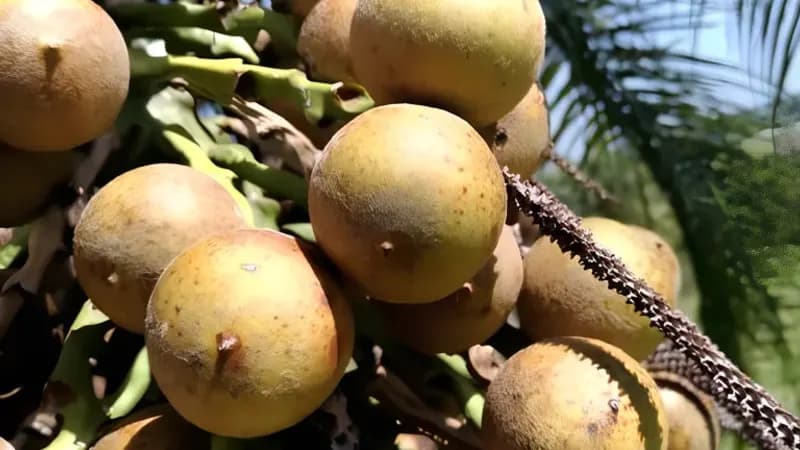 Governo de SP fomenta produção sustentável da macaúba para biocombustíveis