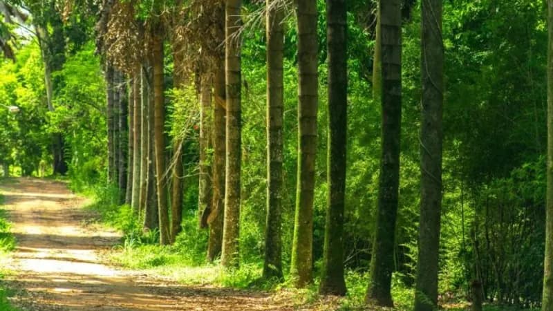 Governo de SP prorroga edital para restauração de áreas degradadas até domingo (26)